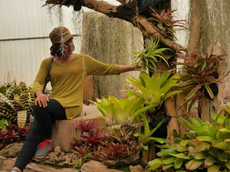 Erdőkert tervezés Cegléd Erdőkert tervezés Cegléd