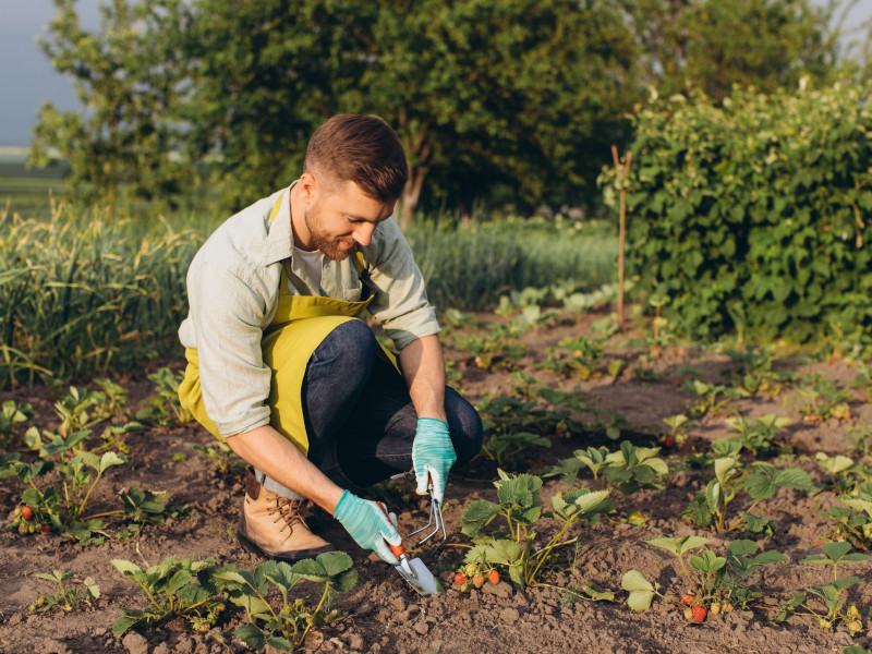 Erdőkert tervezés Pilisvörösvár Erdőkert tervezés Pilisvörösvár