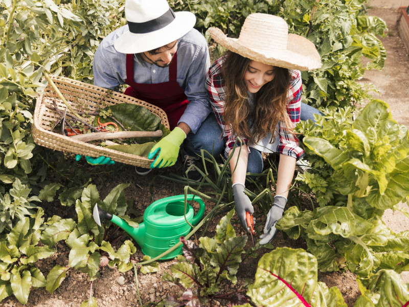 Erdőkert tervezés Budaörs
