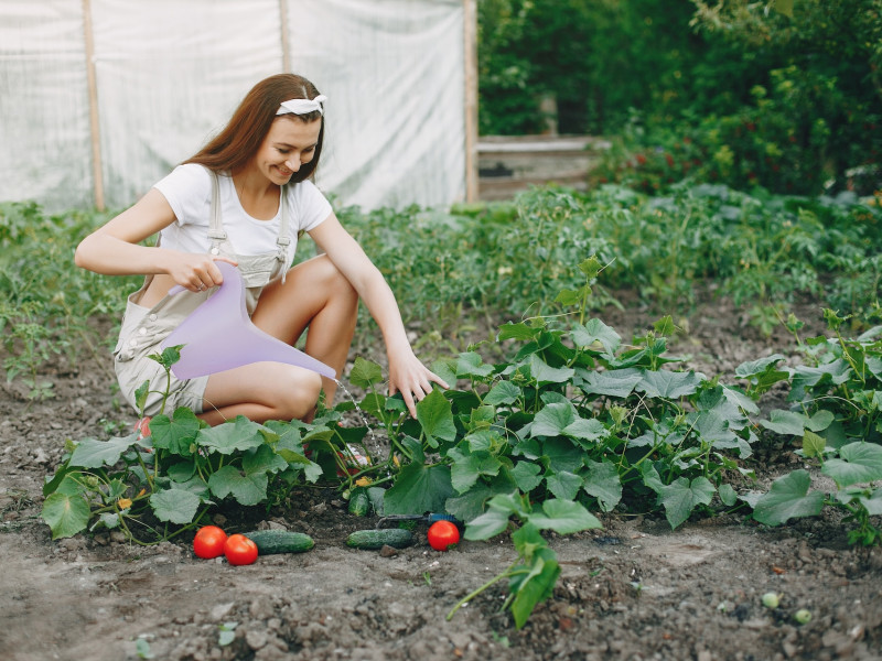 Erdőkert tervezés Dunaharaszti