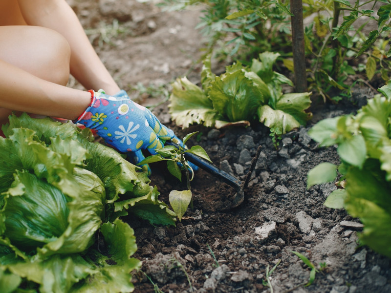 Erdőkert tervezés Őrbottyán Erdőkert tervezés Őrbottyán