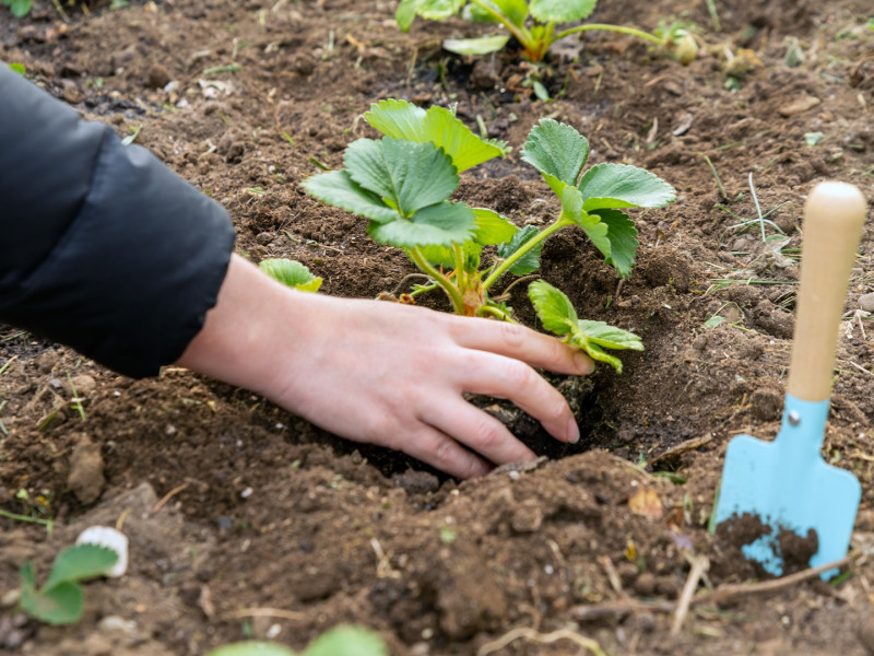 Erdőkert tervezés Zsámbék