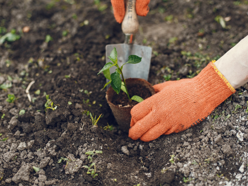 Erdőkert tervezés Besenyszög Erdőkert tervezés Besenyszög