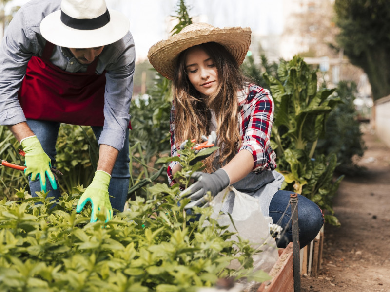 Erdőkert tervezés Kisújszállás Erdőkert tervezés Kisújszállás