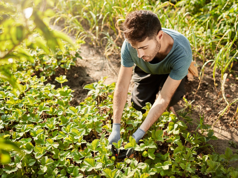 Erdőkert tervezés Kistelek Erdőkert tervezés Kistelek
