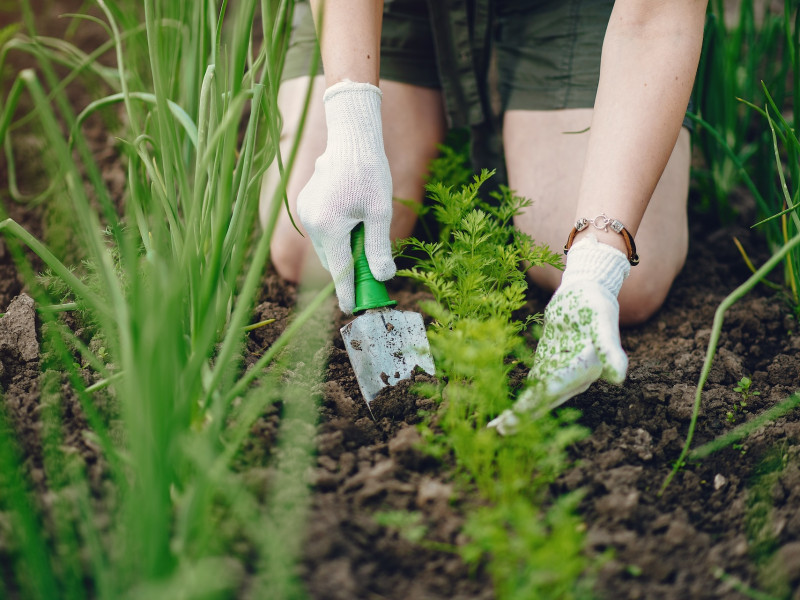 Erdőkert tervezés Mórahalom Erdőkert tervezés Mórahalom