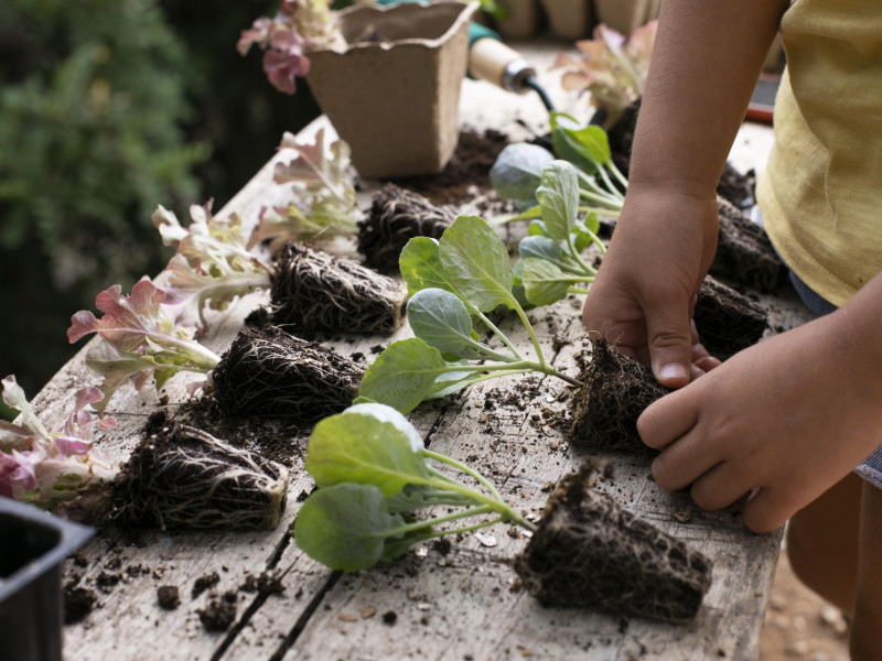 Erdőkert tervezés Gyula