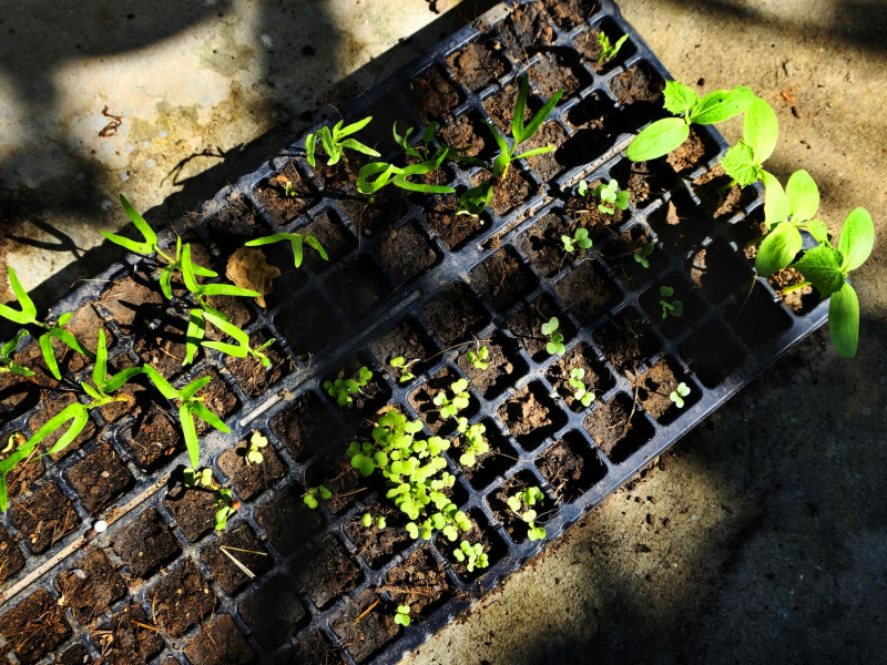 Erdőkert tervezés Szarvas