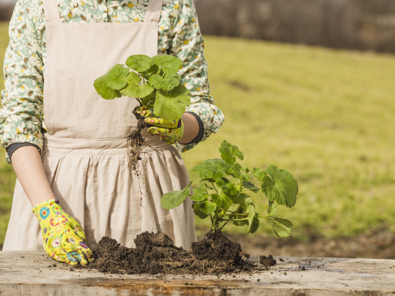 Erdőkert tervezés Dévaványa