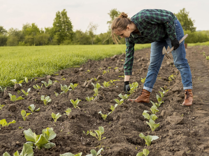 Erdőkert tervezés Tótkomlós Erdőkert tervezés Tótkomlós
