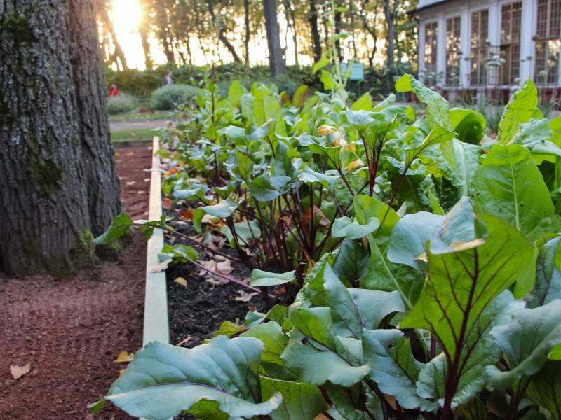 Erdőkert tervezés Újkígyós Erdőkert tervezés Újkígyós