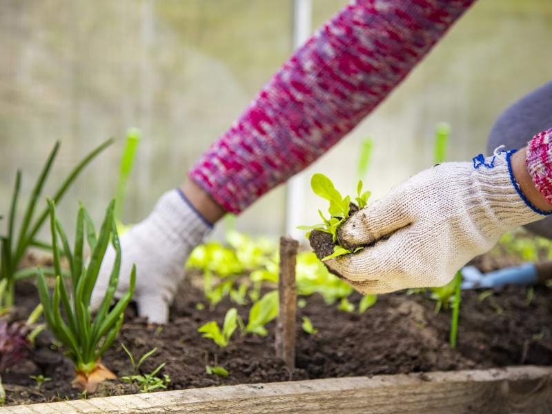 Erdőkert tervezés Vésztő Erdőkert tervezés Vésztő