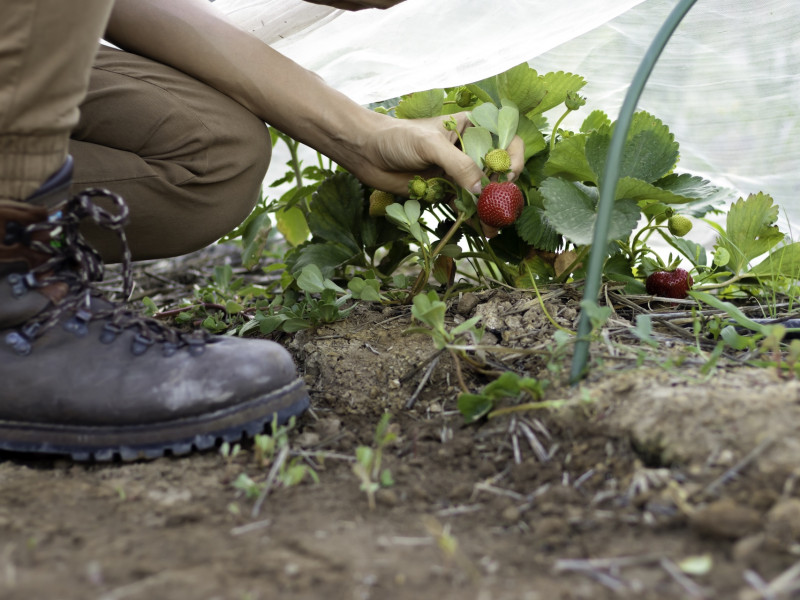 Erdőkert tervezés Kalocsa Erdőkert tervezés Kalocsa