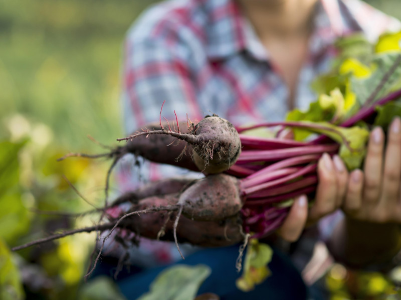 Erdőkert tervezés Kiskunfélegyháza Erdőkert tervezés Kiskunfélegyháza