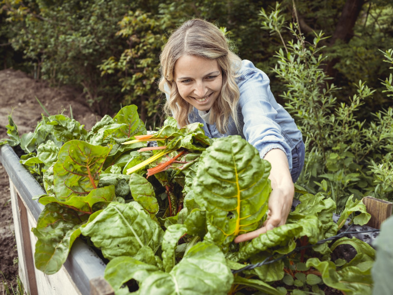 Erdőkert tervezés Dunavecse Erdőkert tervezés Dunavecse
