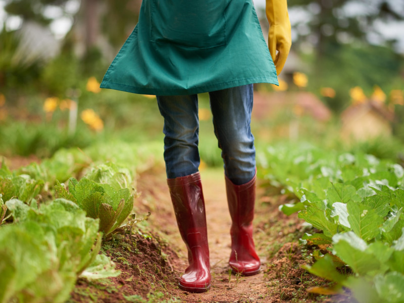 Erdőkert tervezés Solt Erdőkert tervezés Solt