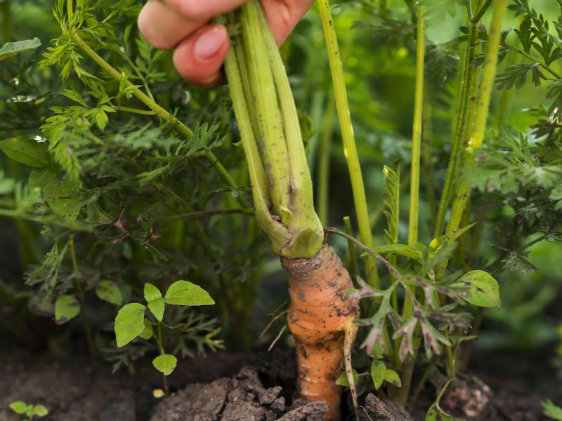 Erdőkert tervezés Kaba Erdőkert tervezés Kaba