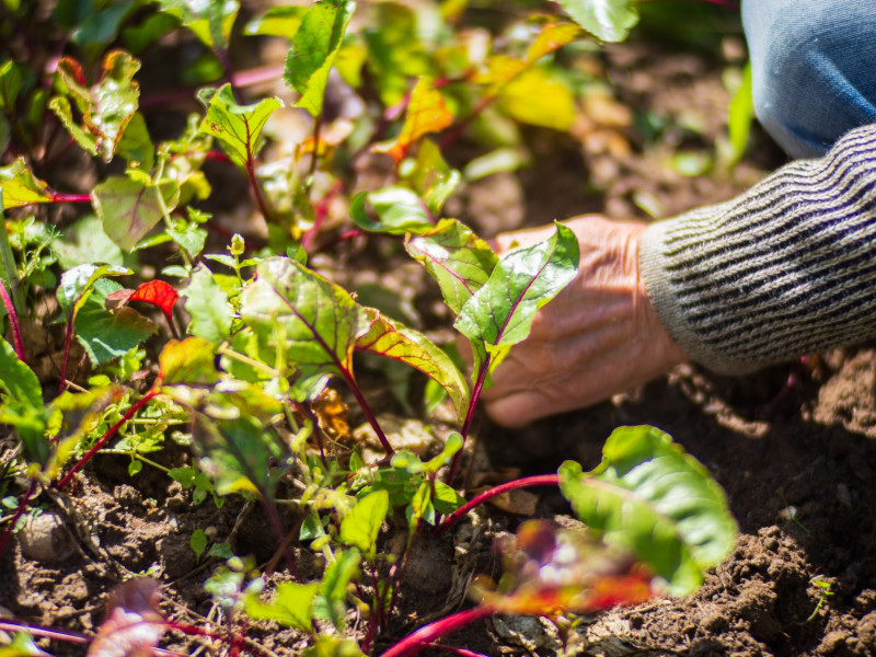 Erdőkert tervezés Komádi Erdőkert tervezés Komádi