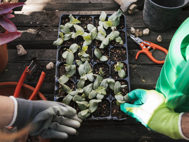 Erdőkert tervezés Téglás Erdőkert tervezés Téglás